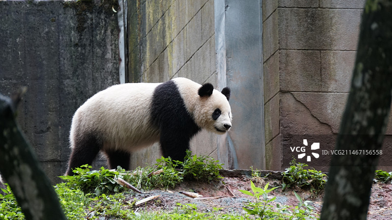 大熊猫国家公园图片素材