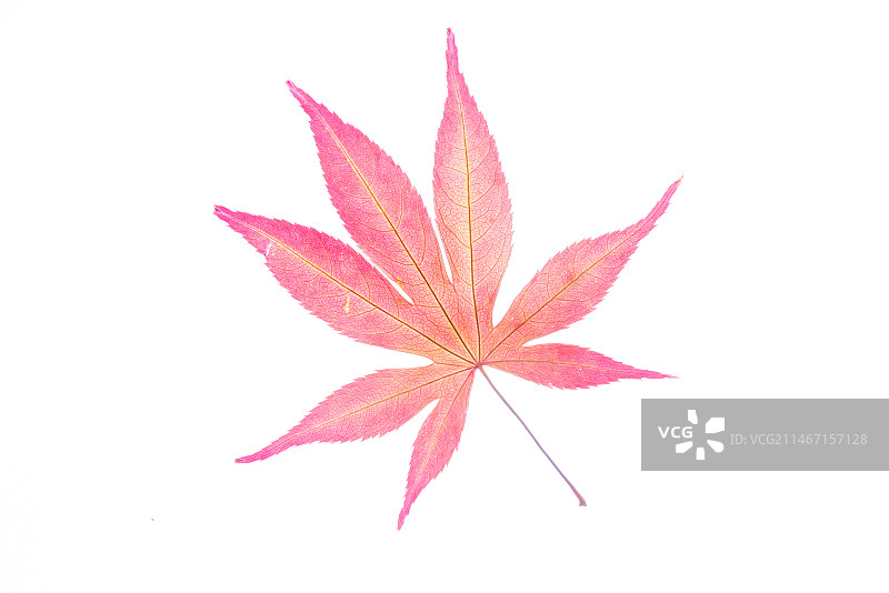 红色枫叶静物特写图片素材