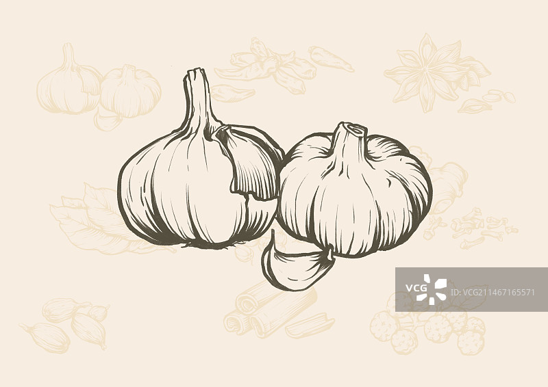 香料版画风格系列插画之大蒜图片素材