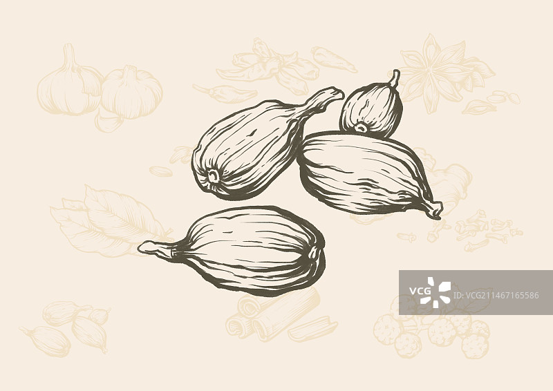 香料版画风格系列插画之草果图片素材