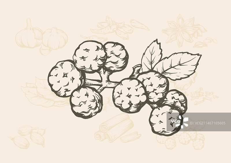 香料版画风格系列插画之花椒麻椒图片素材