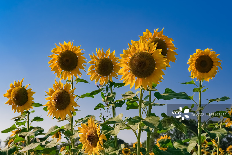 秋日向日葵图片素材