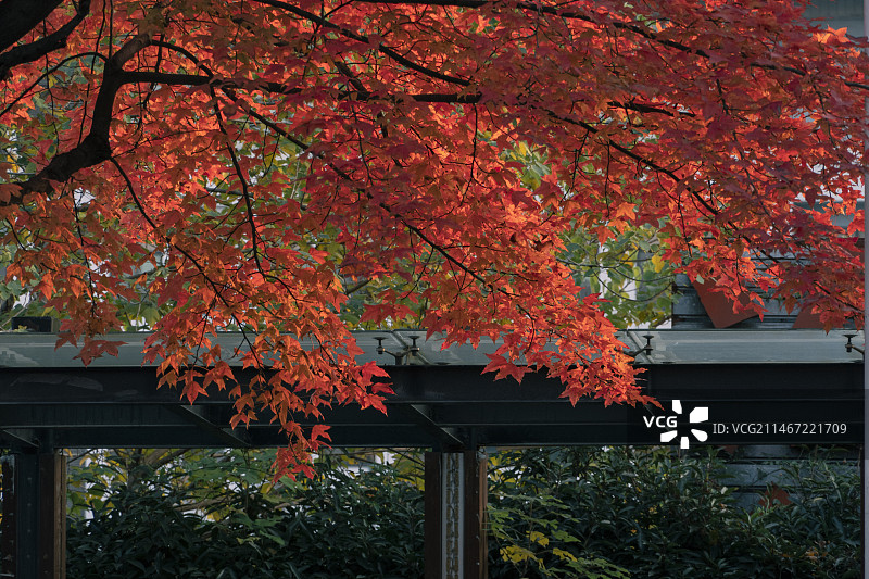 杭州下沙大学城学林街秋色——阳光下美丽的红色枫叶图片素材