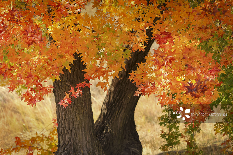 枫叶红了图片素材