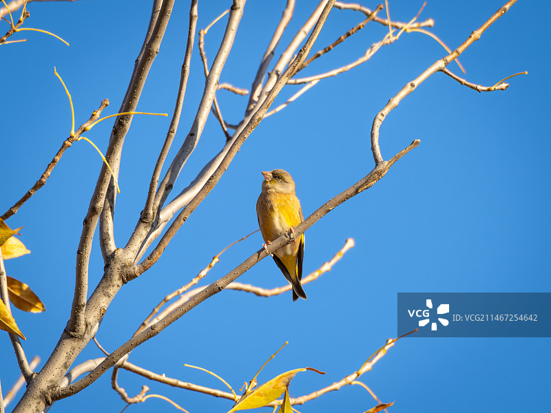 龙潭西湖公园的金翅雀图片素材