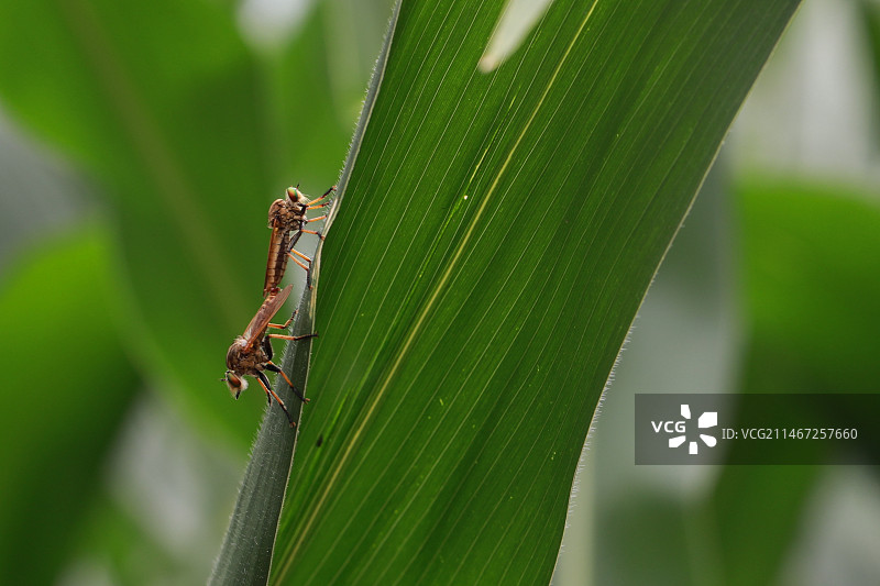 食虫虻图片素材