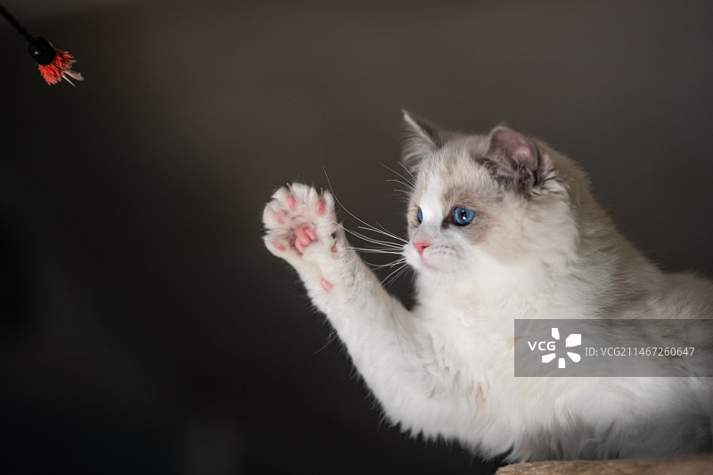 猫咪坐在椅子上的特写，挪威哈卡达尔图片素材