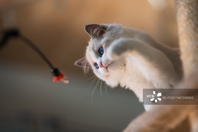 挪威哈卡达尔小猫的特写图片素材