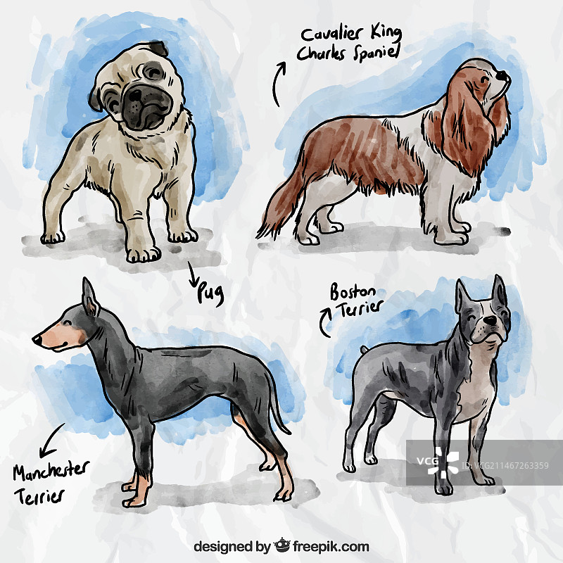 手绘犬种图片素材