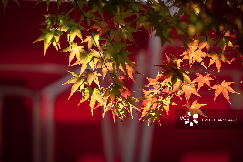 秋天枫叶在树上的特写镜头图片素材