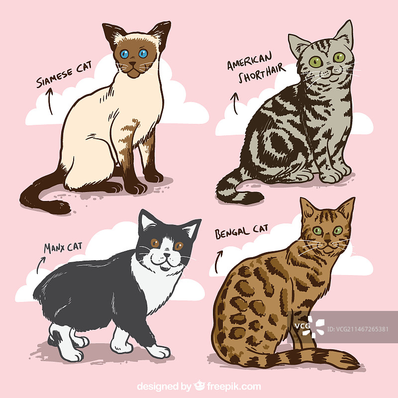 手绘猫品种合集图片素材