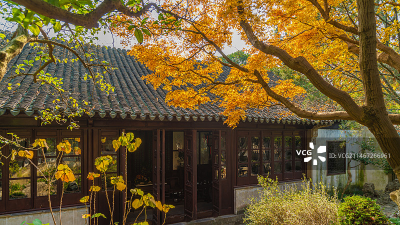 江南园林秋天金黄的枫树叶子图片素材