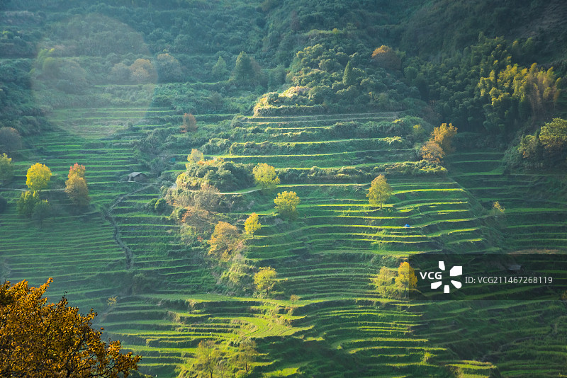 婺源茶园梯田图片素材