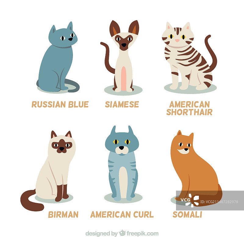 手绘品种猫图片素材