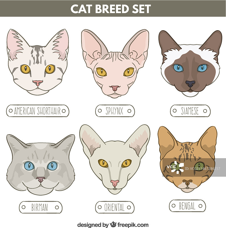 猫品种头像草图图片素材
