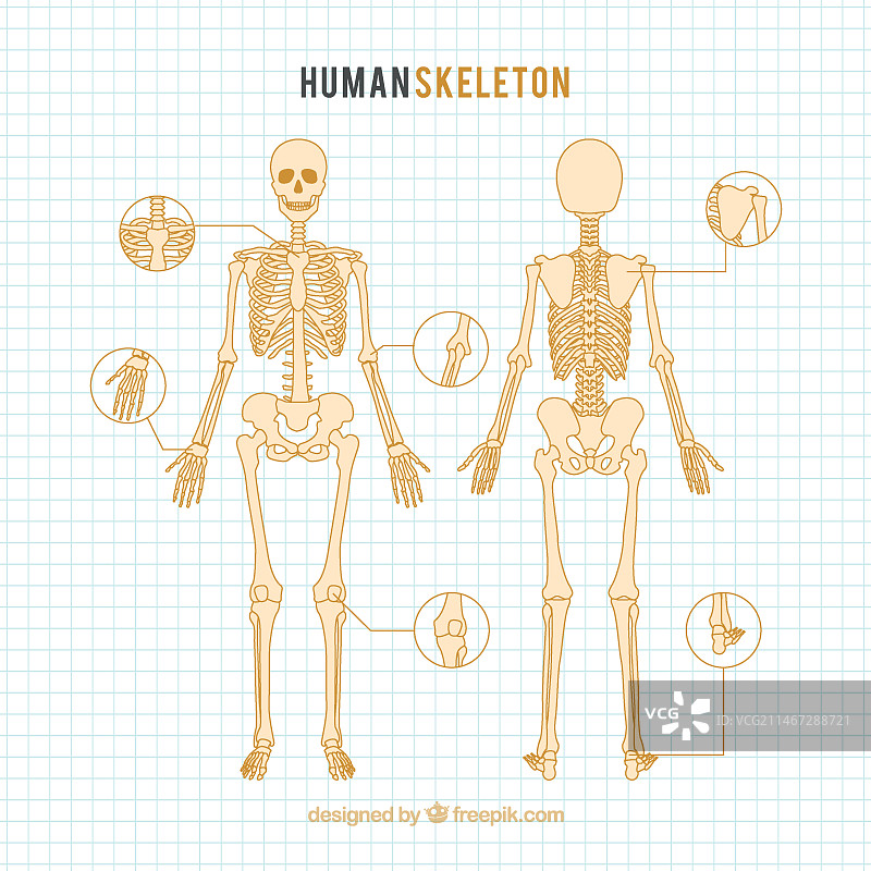手绘人体骨骼图片素材