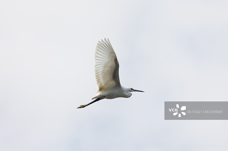 天空飞过一只白鹭图片素材