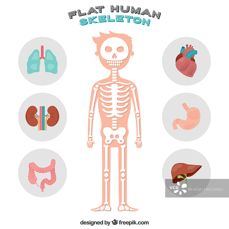 人体骨骼图片素材