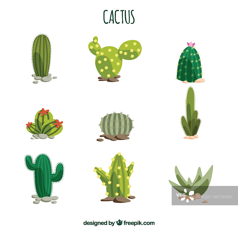 仙人掌合集图片素材