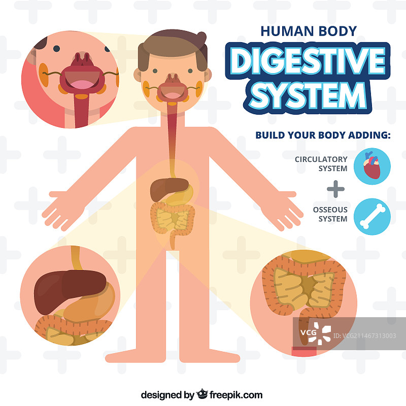 人体消化系统图片素材