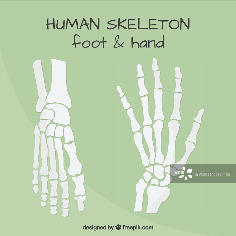 手部和足部骨骼图片素材