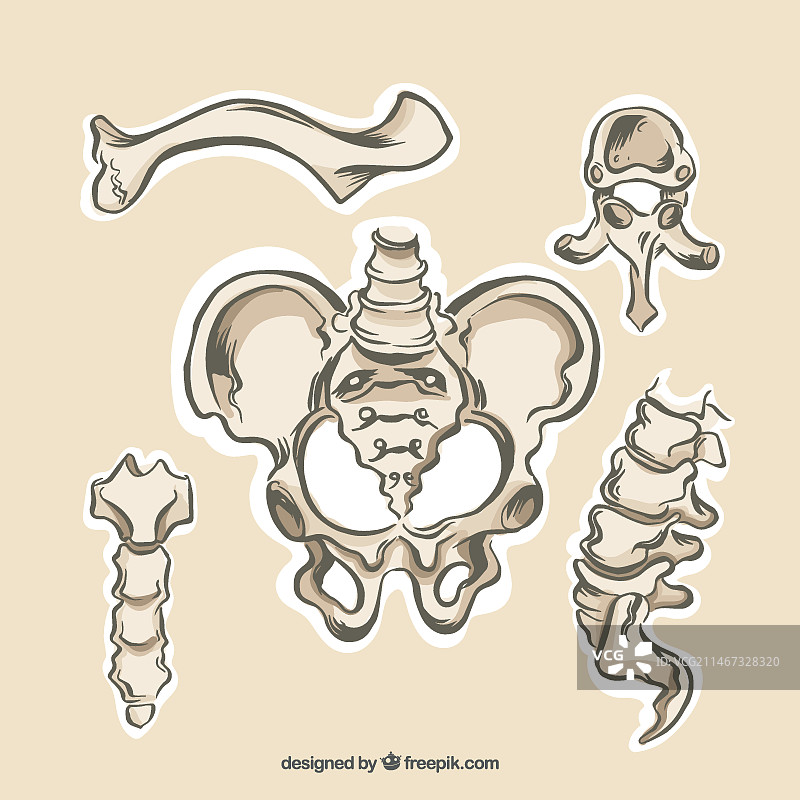 人体骨骼解剖图图片素材