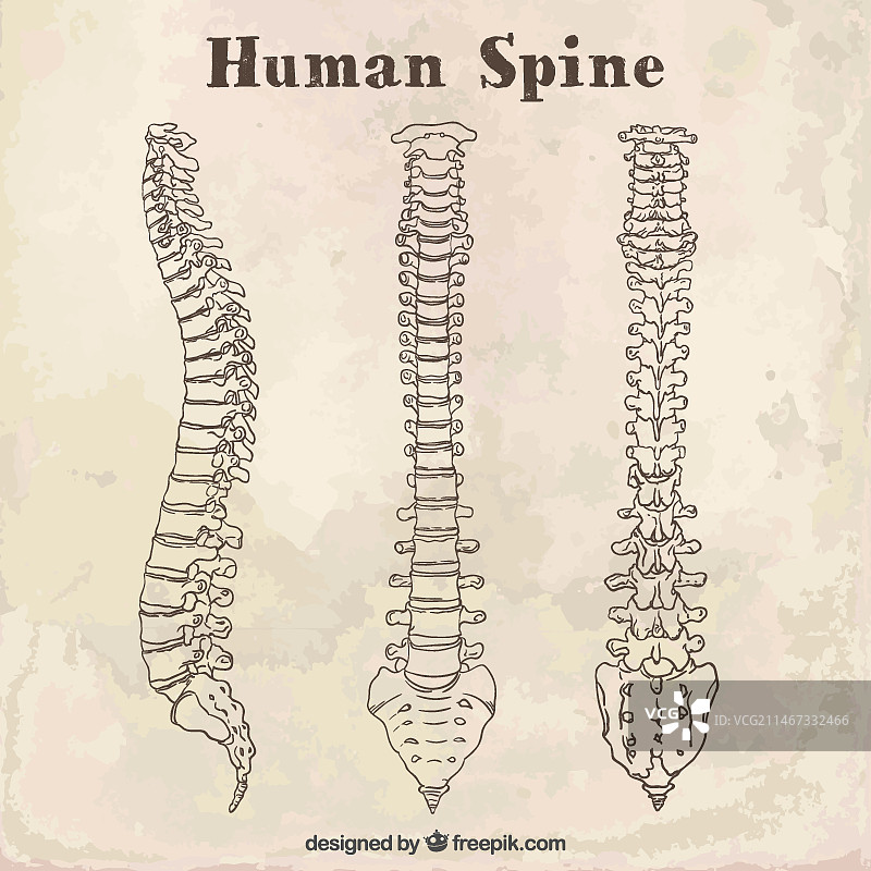 人体脊柱速写图片素材