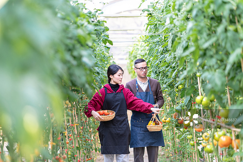 蔬菜大棚里年青男女快乐采摘图片素材