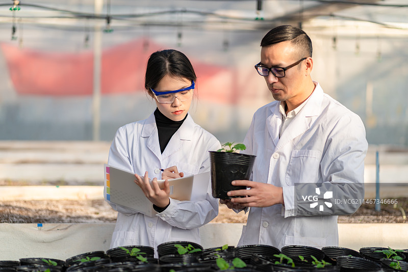 标准钢架大棚里研究马铃薯幼苗的青年男女技术员图片素材