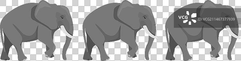 三只非洲亚洲象图片素材