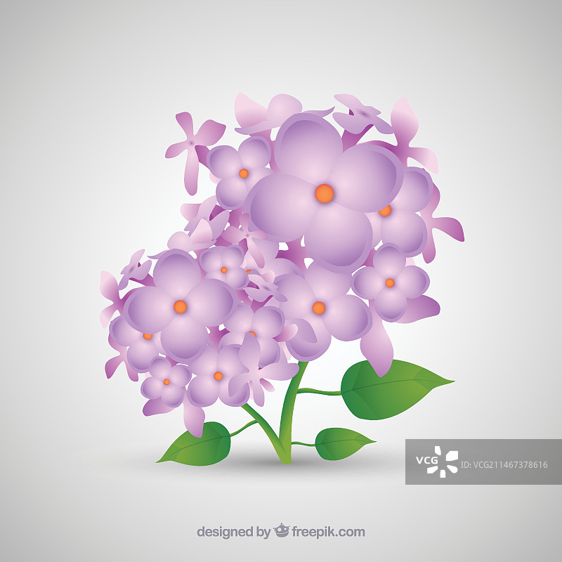 简约丁香花束图片素材