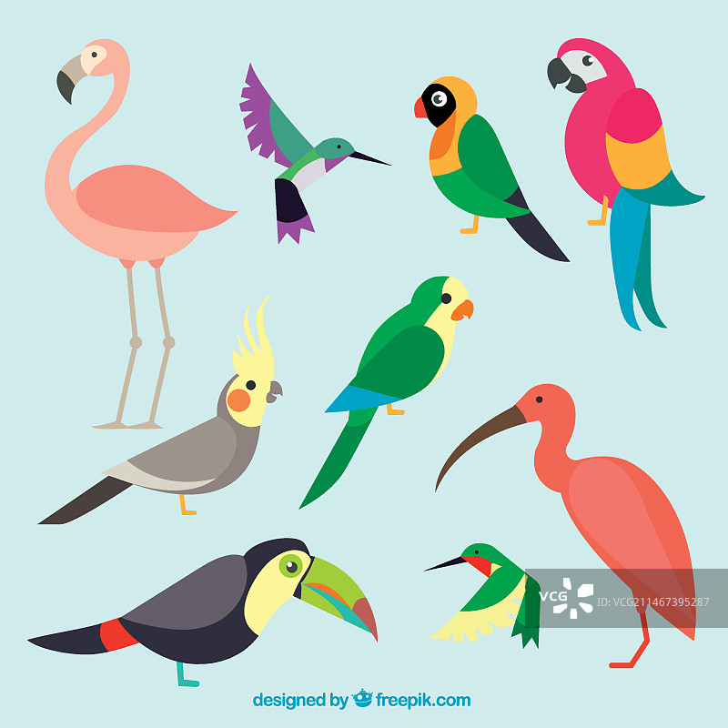 异国情调的彩色鸟类合集图片素材