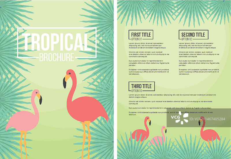 火烈鸟热带宣传册图片素材