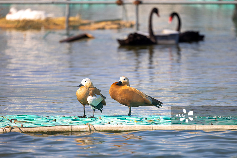 赤麻鸭图片素材