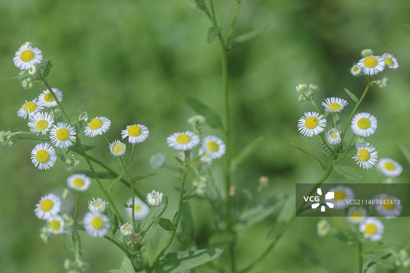 小野菊图片素材