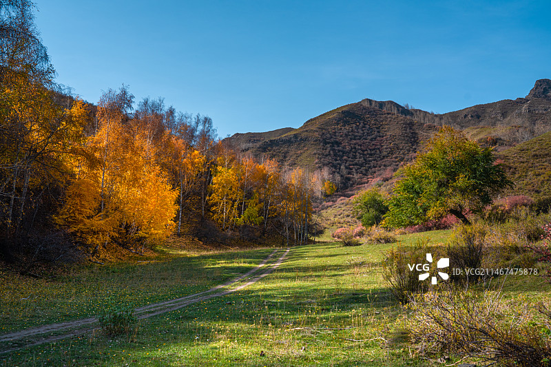 雪山 天山森林公园  秋季 山谷 露营图片素材