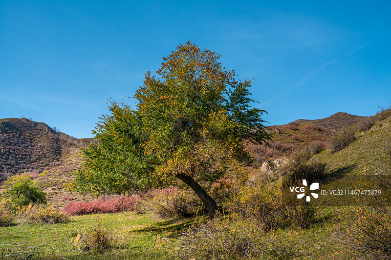 雪山 天山森林公园  秋季 山谷 露营图片素材