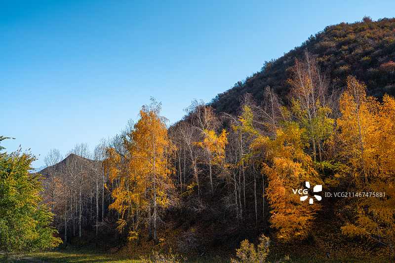 雪山 天山森林公园  秋季 山谷 露营图片素材