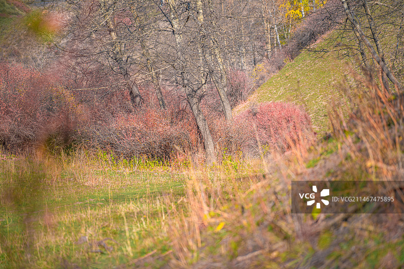 雪山 天山森林公园  秋季 山谷 露营图片素材