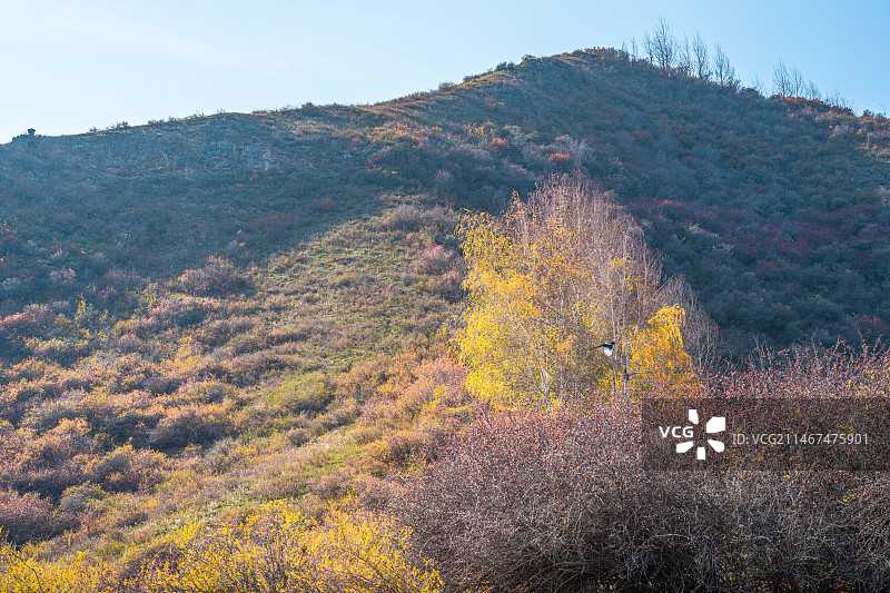 雪山 天山森林公园  秋季 山谷 露营图片素材