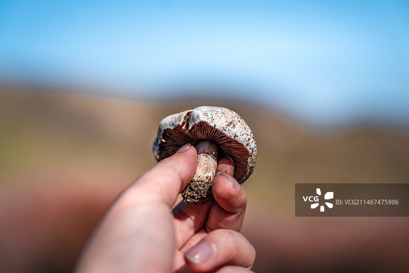 雪山 天山森林公园  秋季 山谷 露营图片素材