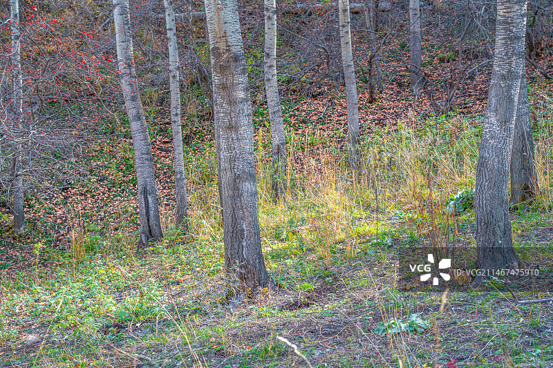 雪山 天山森林公园  秋季 山谷 露营图片素材