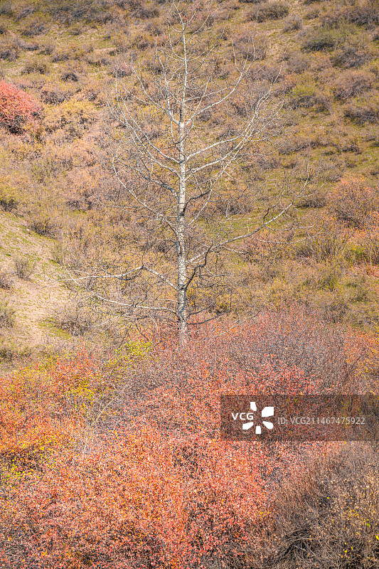 雪山 天山森林公园  秋季 山谷 露营图片素材