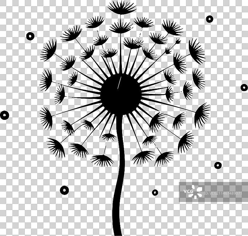 蒲公英 - 黑与白图片素材