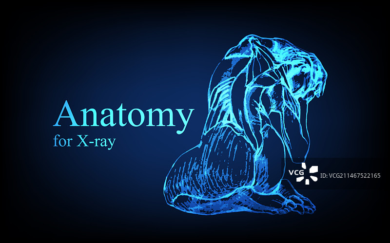 X光视图人体解剖图片素材