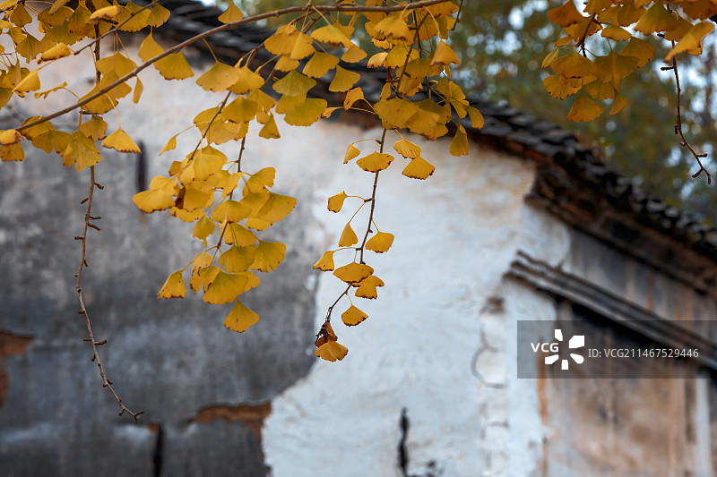 浙江省长兴县八都岕十里银杏长廊图片素材