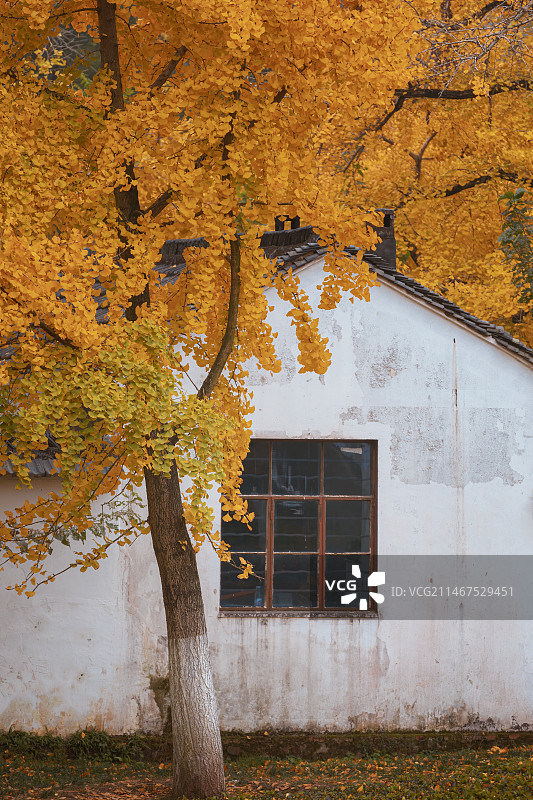 浙江省长兴县八都岕十里银杏长廊图片素材