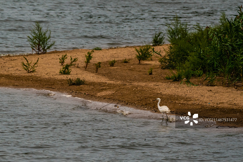 水边沙滩旁，一只散步的白鹭。图片素材