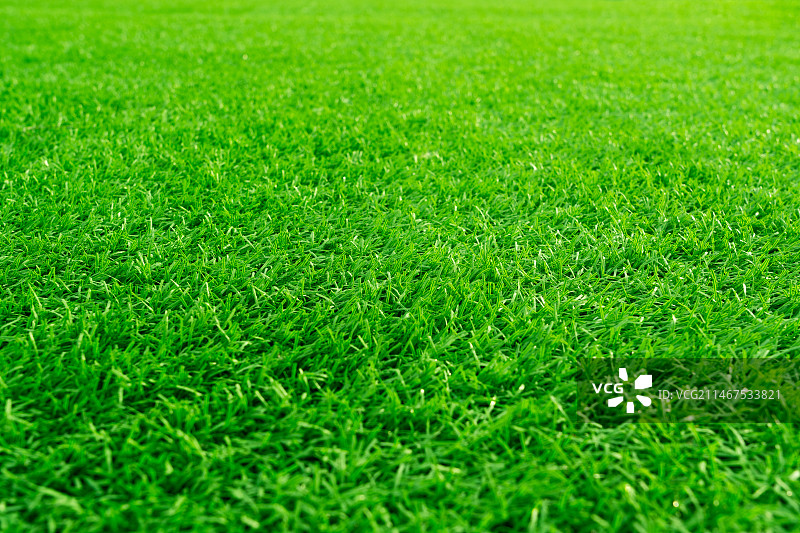 绿色草坪草地背景图片素材