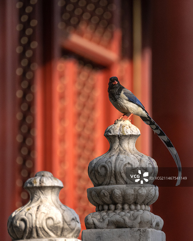 红嘴蓝鹊图片素材